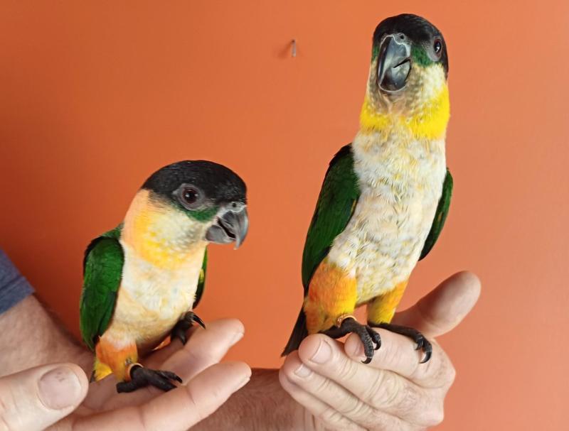 Black-capped Caiques