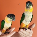 Black-capped Caiques
