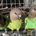 Meyers Parrots