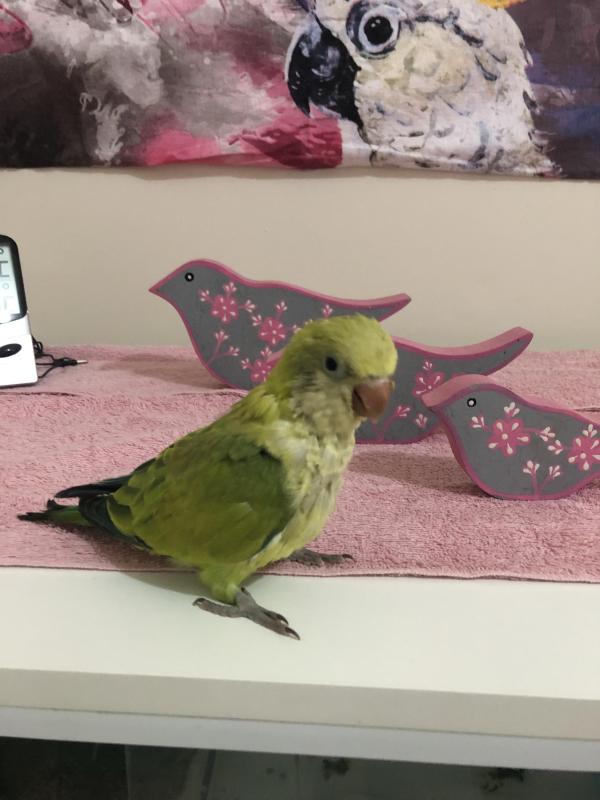 Green Opaline Quaker