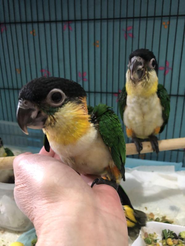 Black Headed Caiques H/Reared