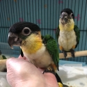 Black Headed Caiques H/Reared