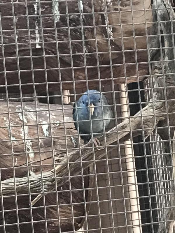 Lineolated Parakeet For Sale