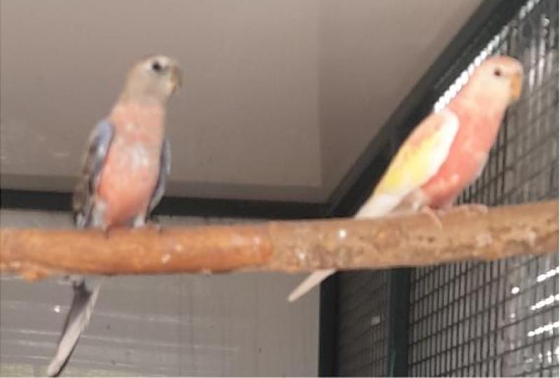 RUBINO AND SPLIT BOURKES