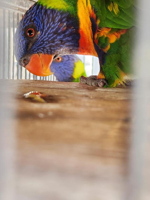 Lorikeets