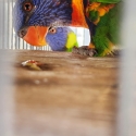 Lorikeets