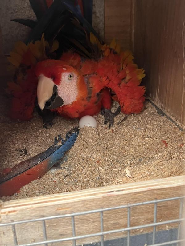 Breeding pair scarlet macaws