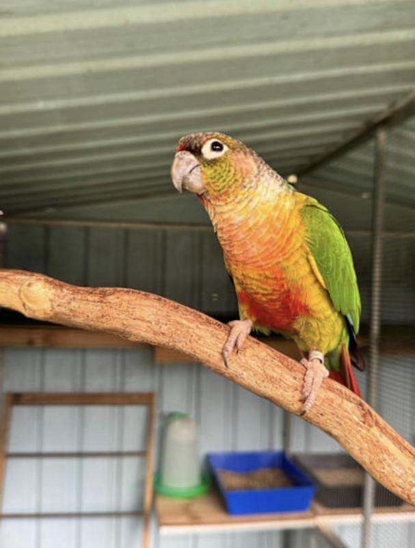 2 x Conure Proven Breeding Pairs