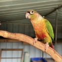 2 x Conure Proven Breeding Pairs