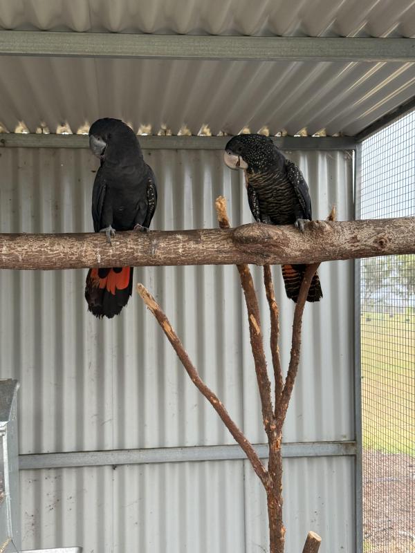 Red tail black cockatoos NASO