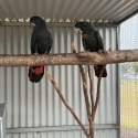 Red tail black cockatoos NASO