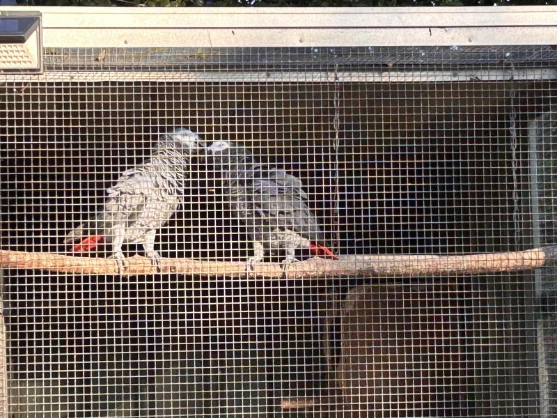 African Grey Breeding Pair