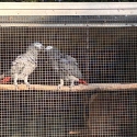 African Grey Breeding Pair