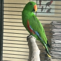 Eclectus males ARUENSIS