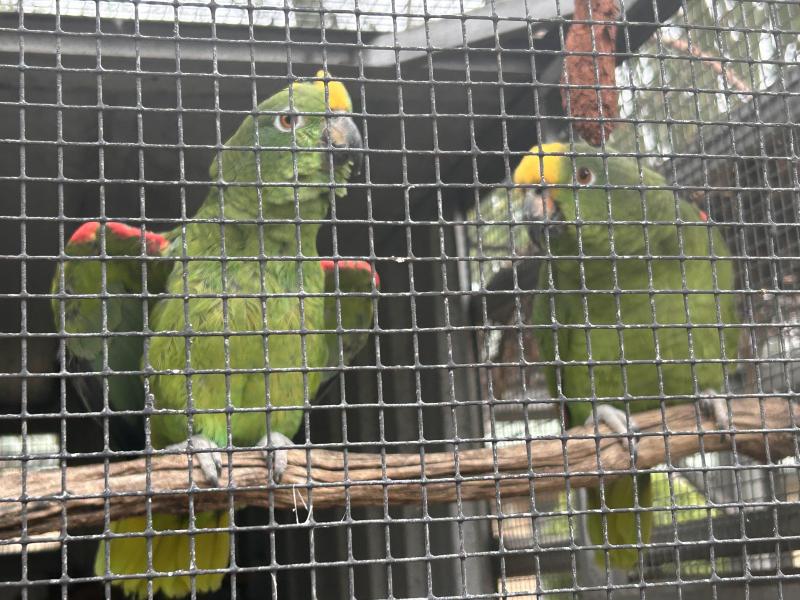 Yellow Crown Amazon pair