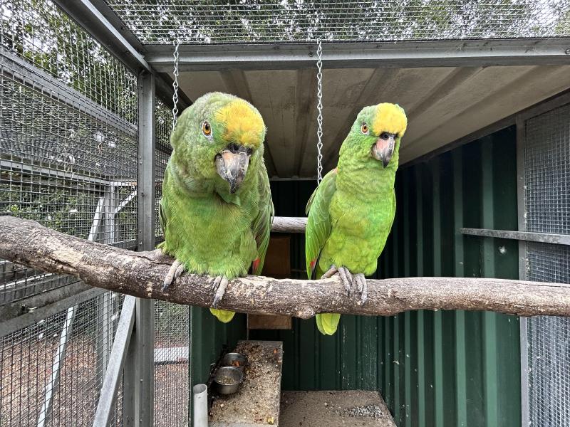 Yellow Crown Amazon pair Breeding