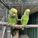 Yellow Crown Amazon pair Breeding