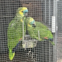 Blue Fronted Amazon breeding pair