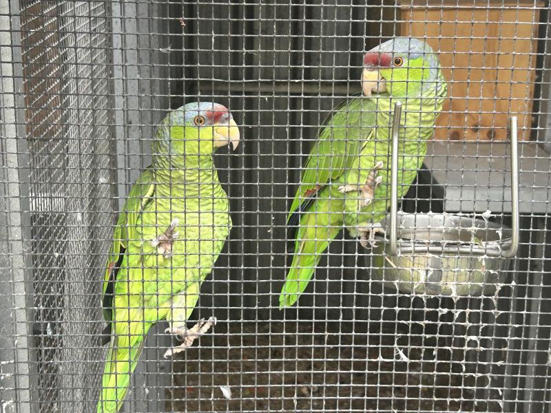 Lilac Crown Amazon pair