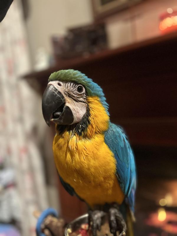 Blue and Gold Macaw female aged 2