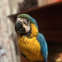 Blue and Gold Macaw female aged 2