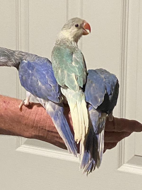 H/raised ringnecks for pets