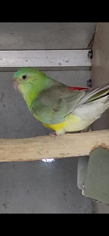 Red rumps and bourkes