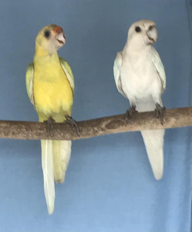 TWENTY EIGHT PARROT MUTATIONS