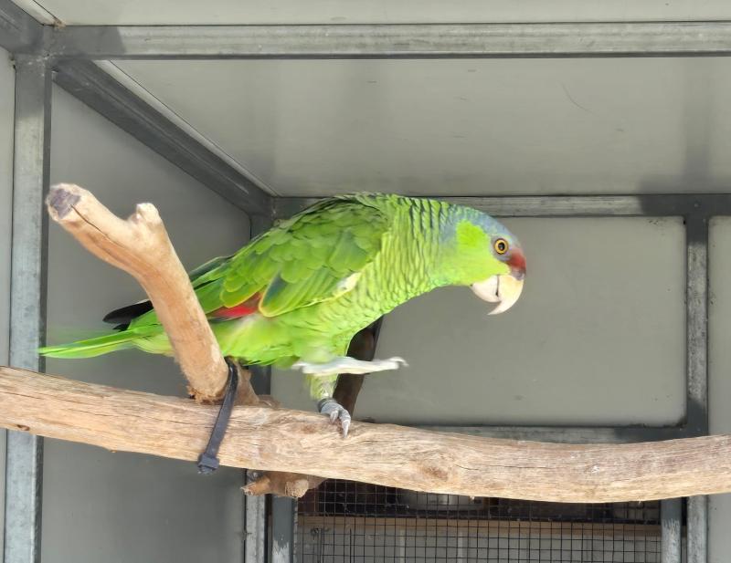 Lilac Crowned Amazon