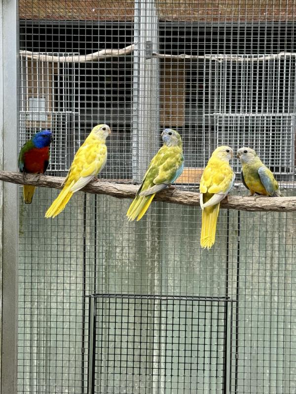 Cinnamon pastle scarlet hen