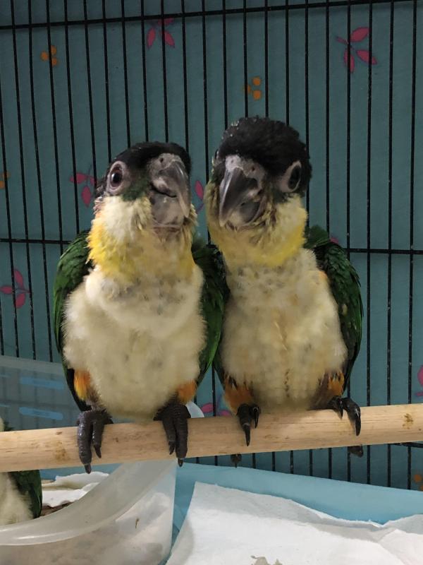 Black Headed Caiques