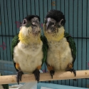 Black Headed Caiques