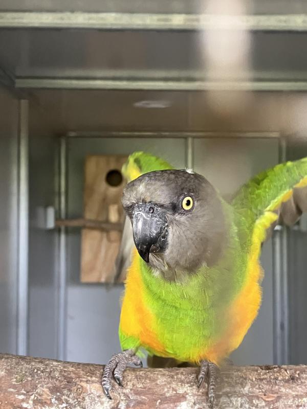 Spare birds for sale or swap