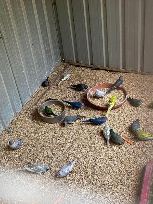 EOI scarlet chested parrots