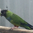 WTB Nanday Conures