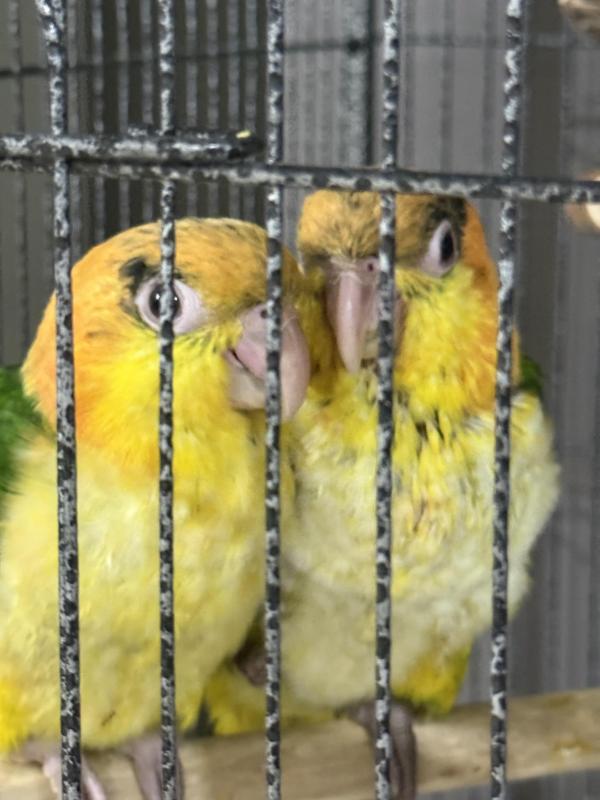 Hand Raised White Bellied Caiques