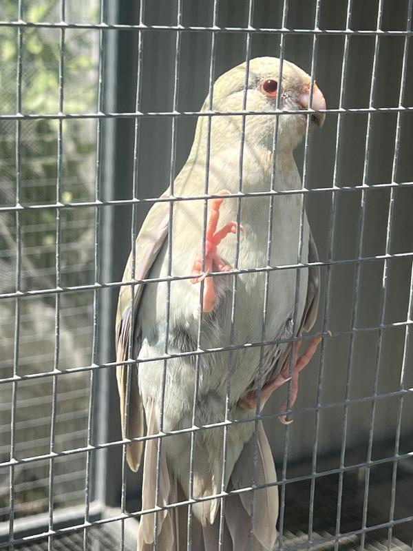 Fallow Blue Kakariki mutations