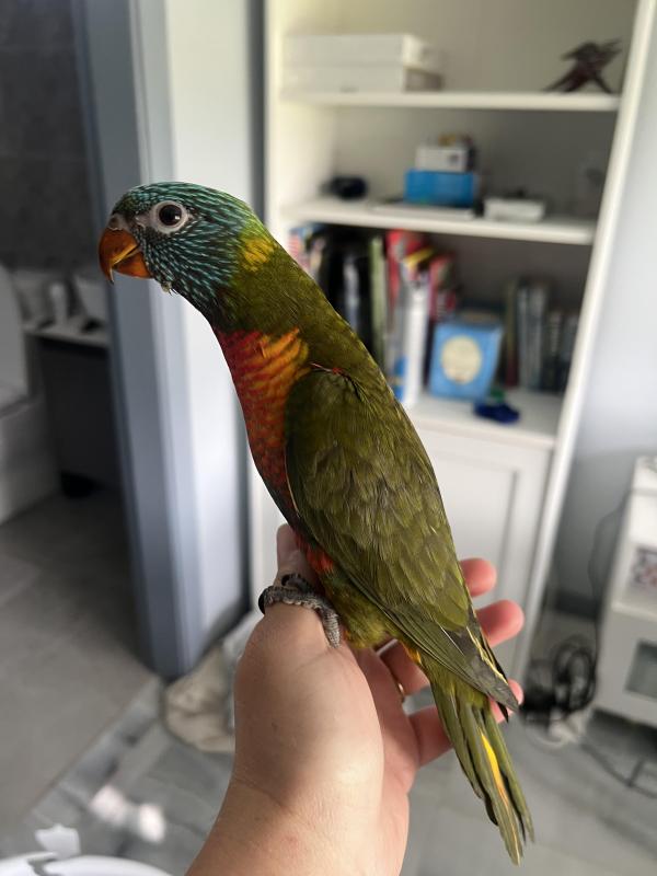 Hand raised lorikeet