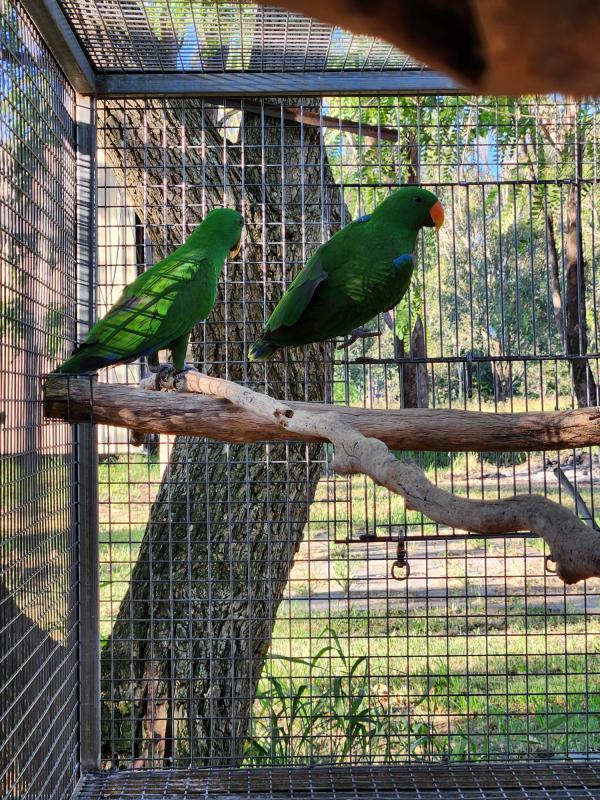 Eclectus Parrots For Sale