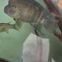 Fs.  Lionhead cichlids display males