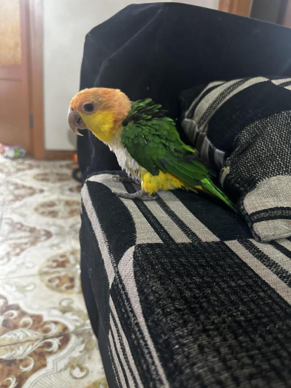 white bellied caique female