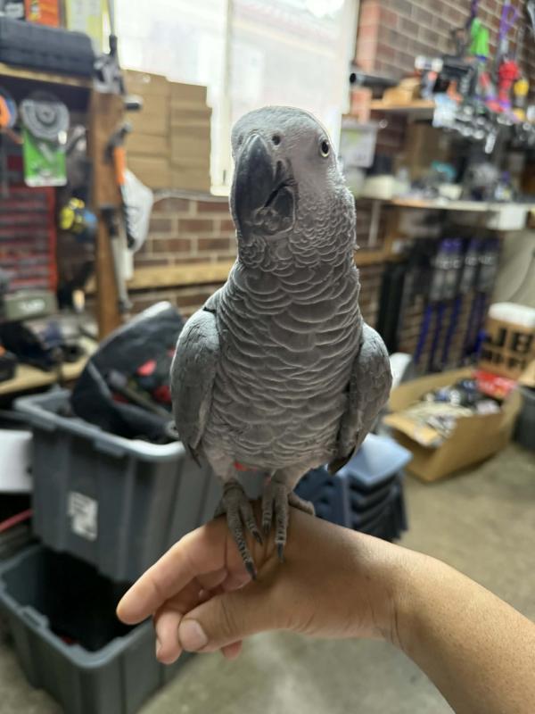 African grey Male