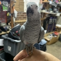 African grey Male