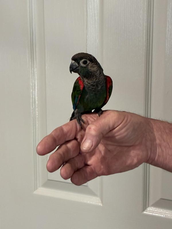 H/ raised crimson bellied conure for a pet