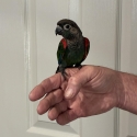 H/ raised crimson bellied conure for a pet