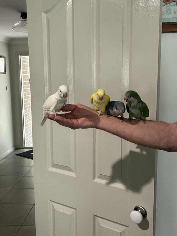 H/ raised Quakers for pets