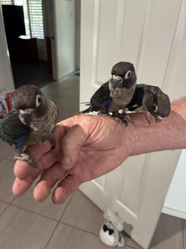 H/raised green cheeked conures for pets