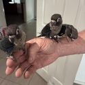 H/raised green cheeked conures for pets