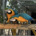 Blue and gold macaws breeding pair