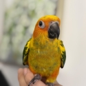 Sun conure baby  Sold Pending Pickup